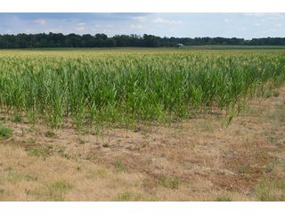 Property photo 16 - 41 +/- Acres Offered in 2 Tracts - Tillable Land & Building Site